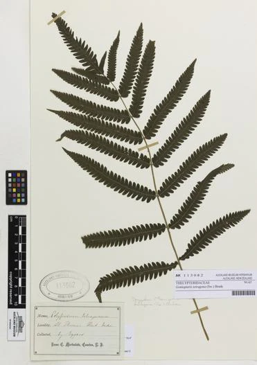Goniopteris tetragona image