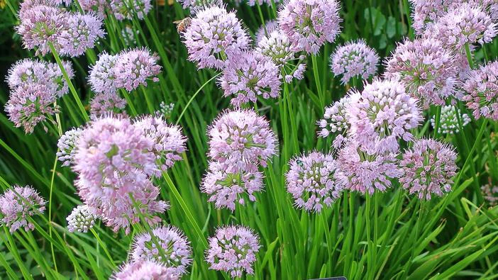 Allium tanguticum image