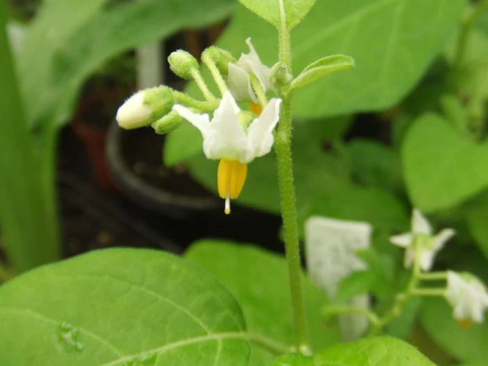 Solanum aethiopicum image