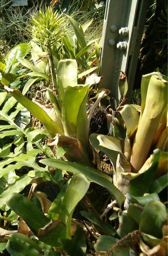 Billbergia horrida image