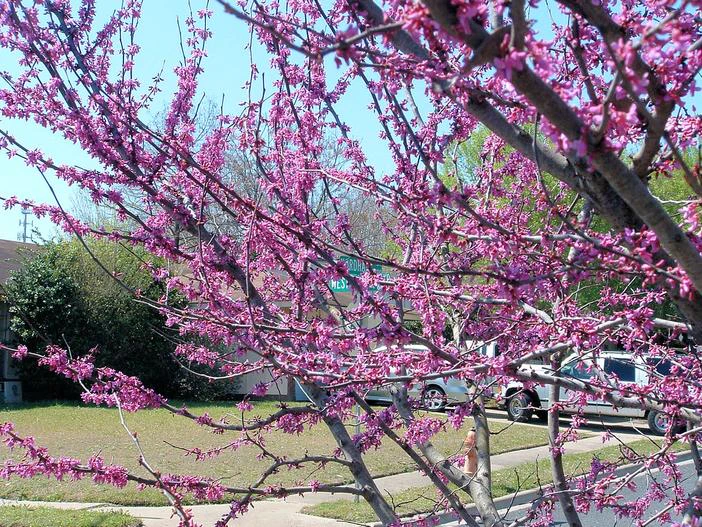Cercis canadensis var. texensis image
