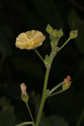 Anoda abutiloides image
