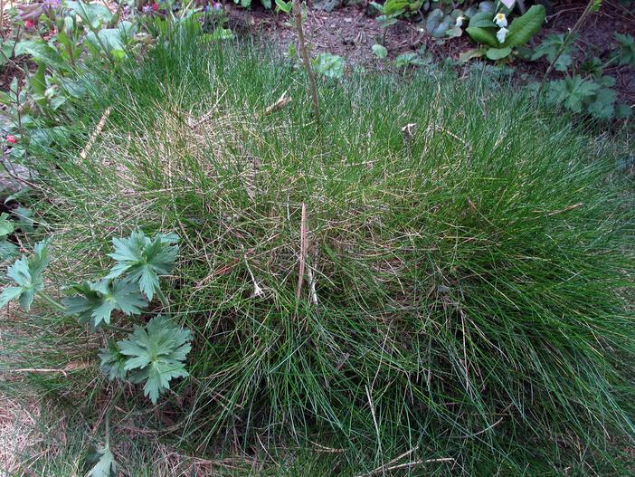 Festuca gautieri image