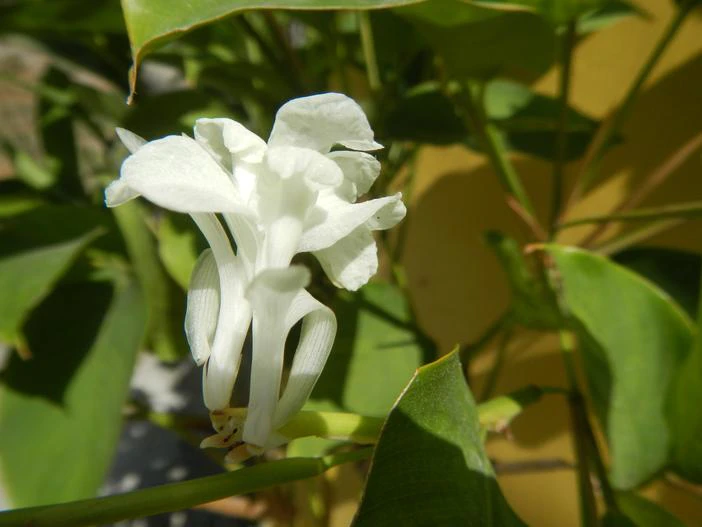 Donax canniformis image