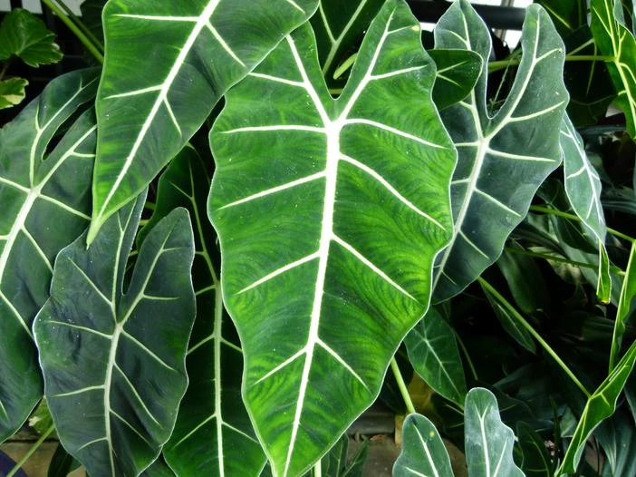 Alocasia micholitziana image