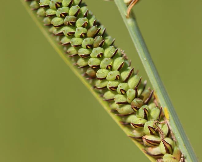 Carex haydenii image