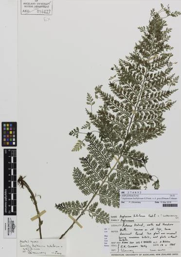 Asplenium bulbiferum subsp. gracillimum image