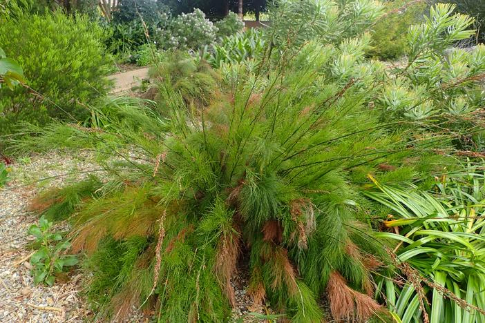 Rhodocoma gigantea image