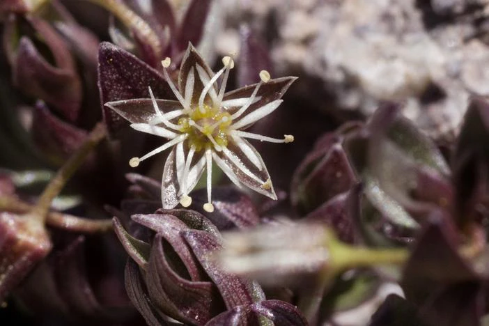 Stellaria irrigua image