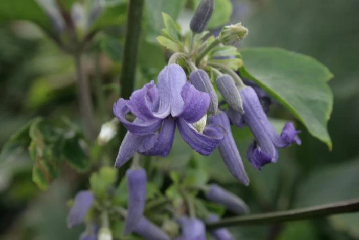Clematis heracleifolia image