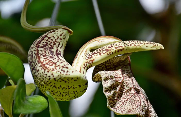 Aristolochia cymbifera image