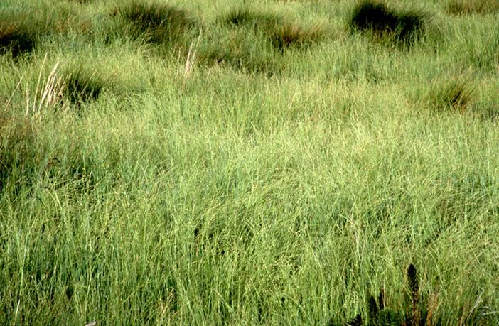 Glyceria occidentalis image