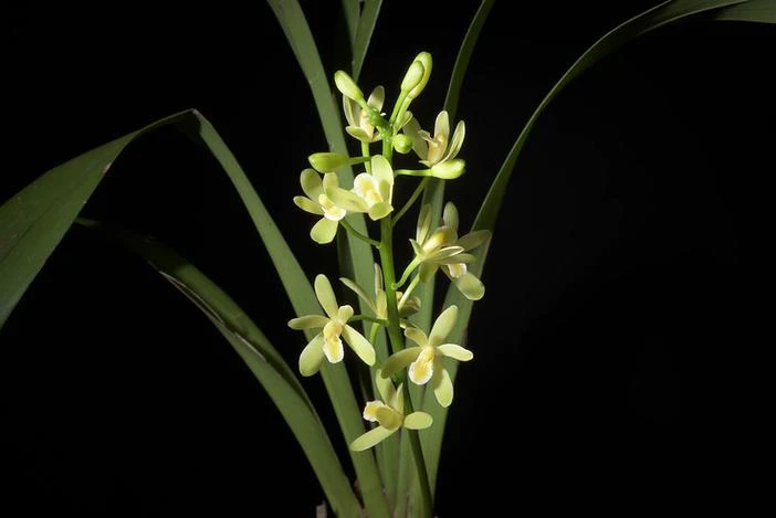 Cymbidium floribundum image