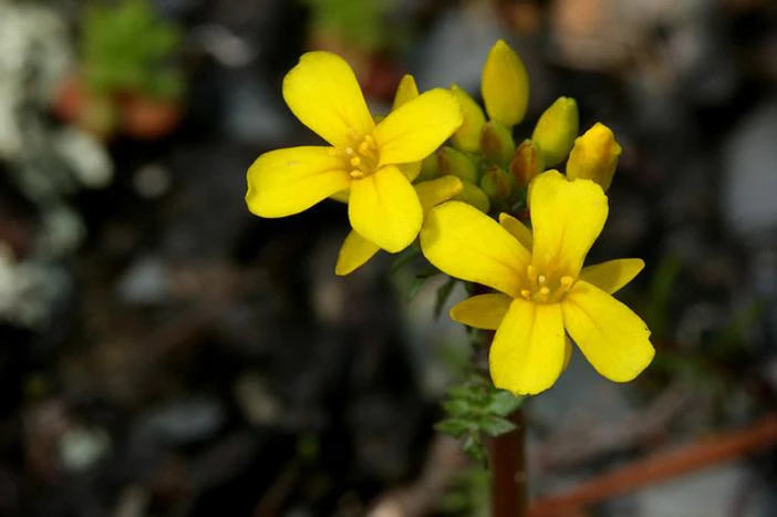 Selenia aurea image