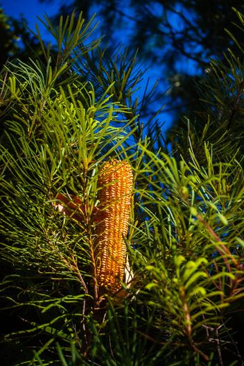 Banksia spinulosa var. collina image