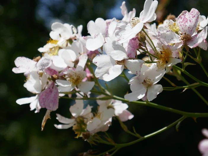 Rosa longicuspis image
