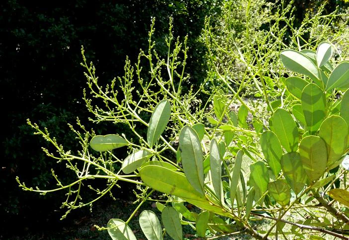 Simarouba amara image
