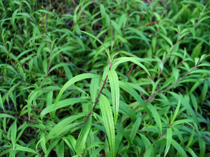 Schiedea hookeri image