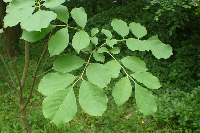 Fraxinus chinensis subsp. rhynchophylla image