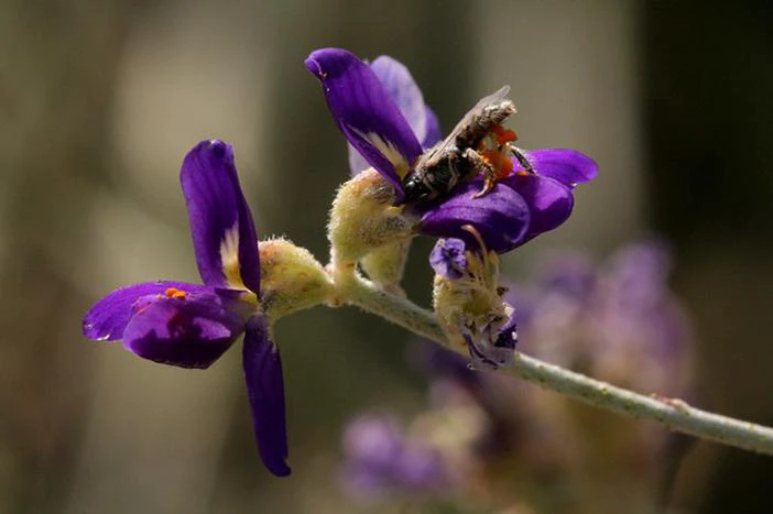 Psorothamnus scoparius image