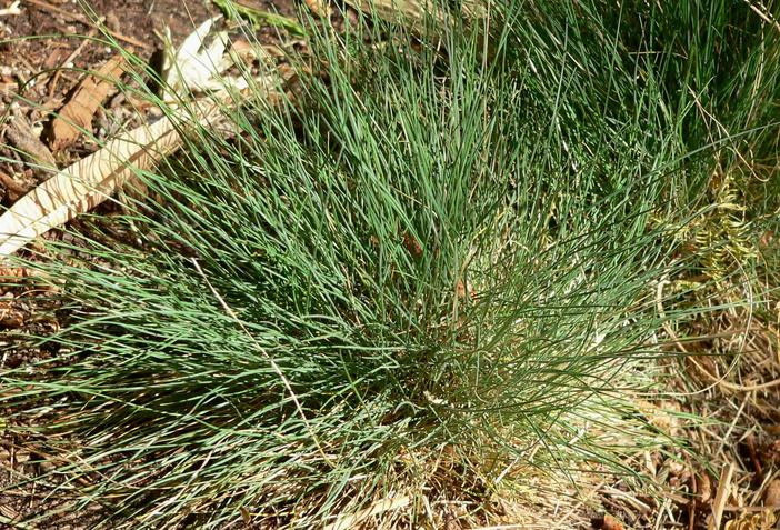 Festuca amethystina image