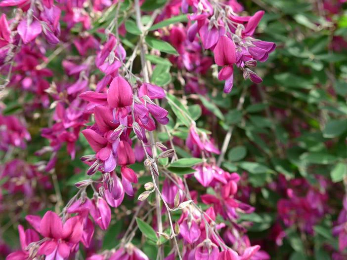 Lespedeza thunbergii image