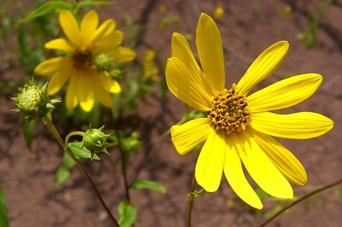 Helianthus hirsutus image