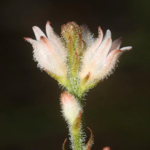 Aletris spicata image