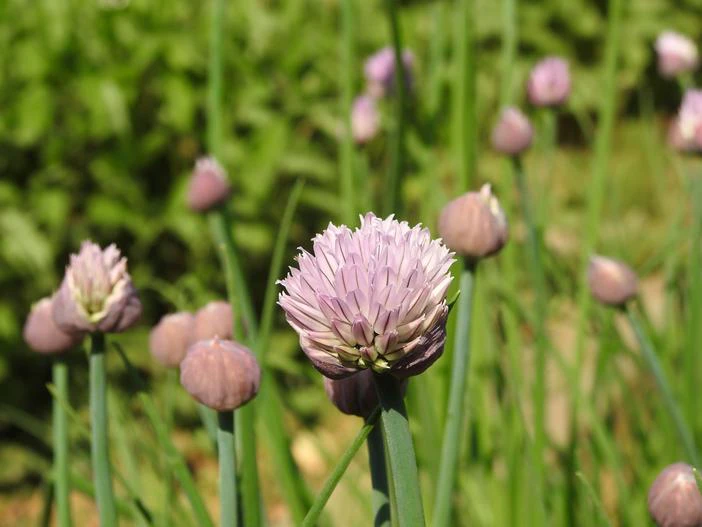 Allium maximowiczii image