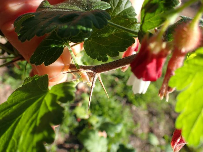 Ribes amarum image