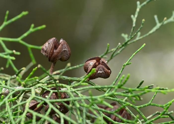 Tetraclinis articulata image