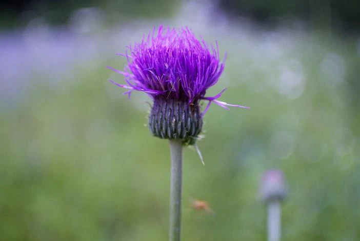 Serratula coronata image