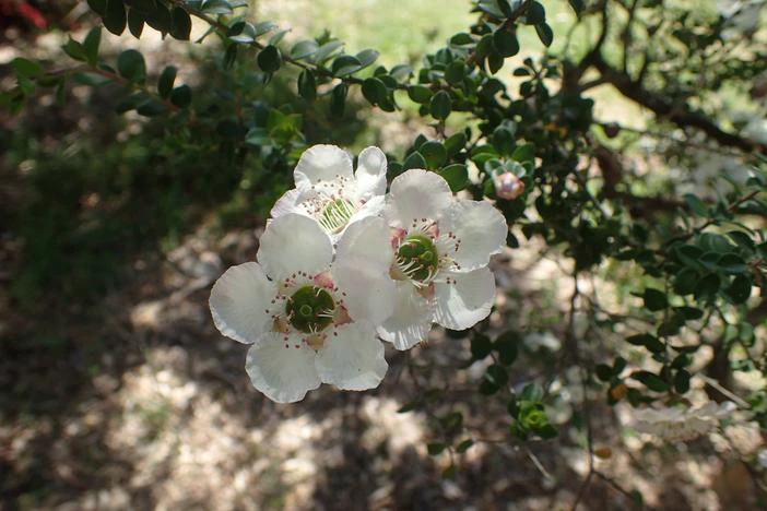 Leptospermum rotundifolium image
