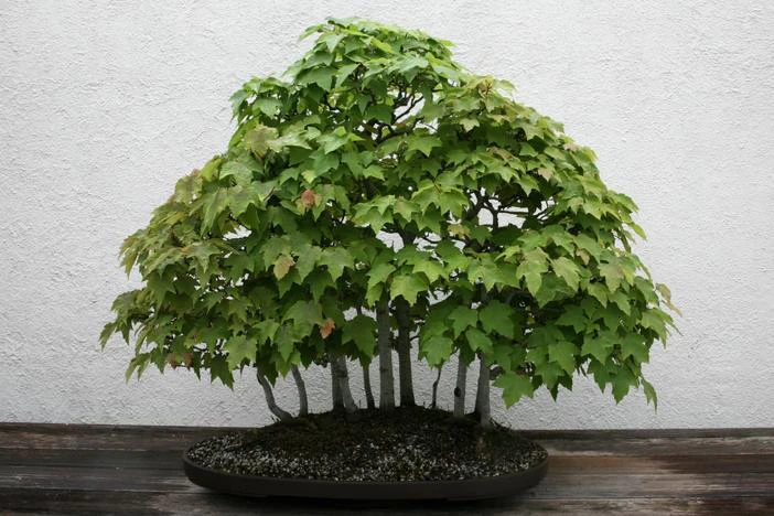 Acer rubrum var. drummondii image