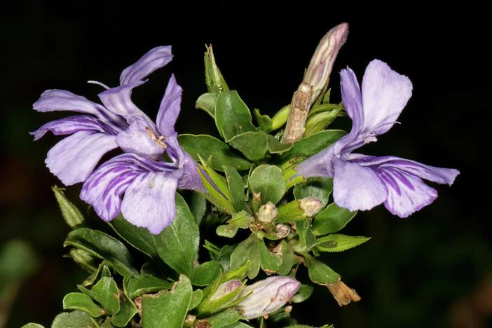 Dyschoriste hildebrandtii image