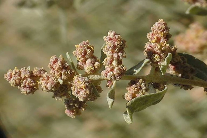 Atriplex canescens image