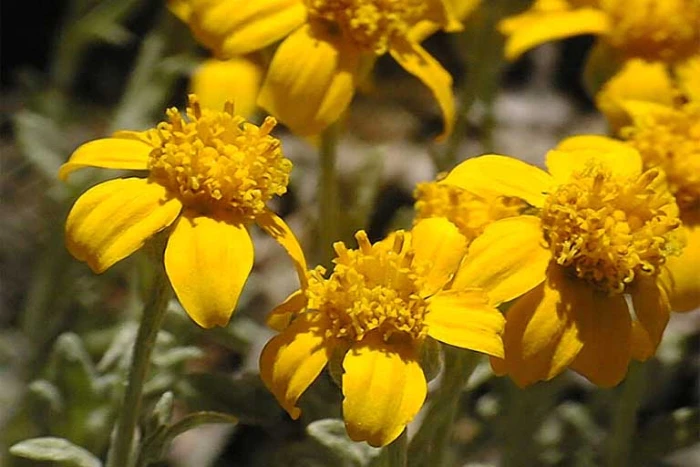 Eriophyllum lanatum image