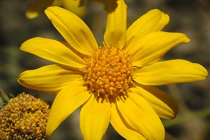 Heliomeris multiflora image