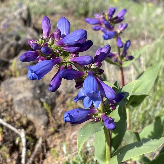 Penstemon pennellianus image
