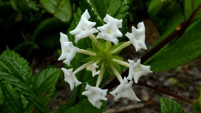 Lantana radula image