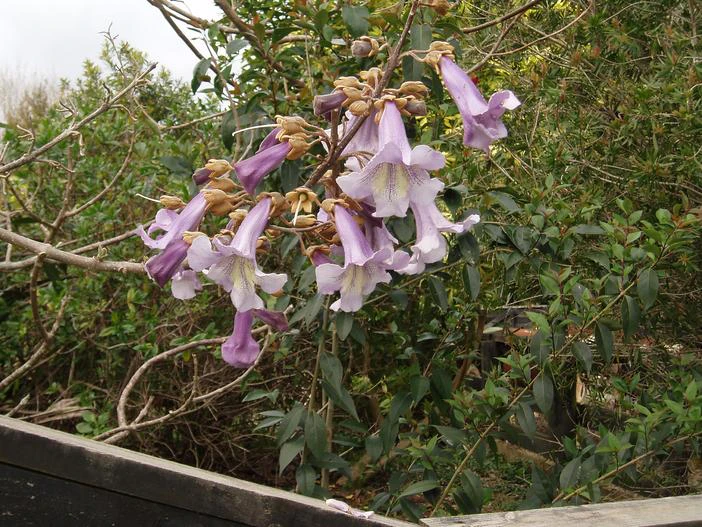 Paulownia elongata image