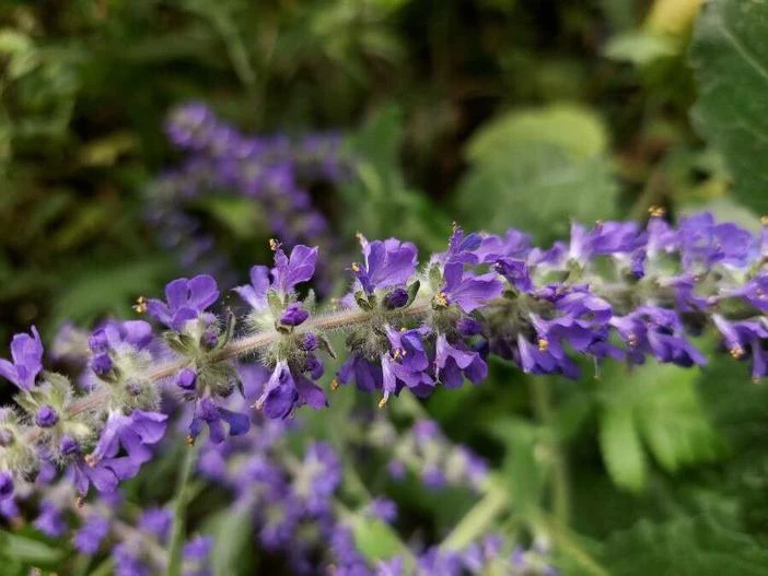 Ajuga macrosperma image