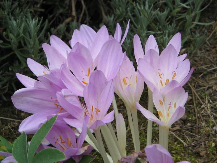 Colchicum lusitanum image