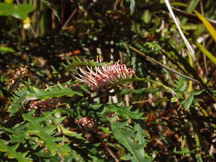 Grevillea aspleniifolia image