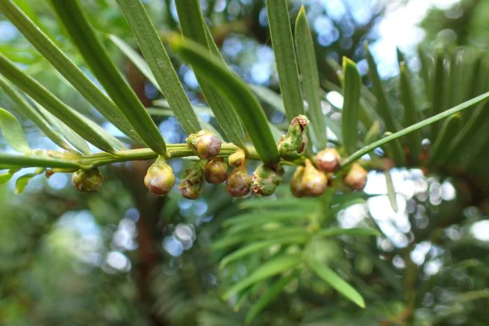 Taxus wallichiana image