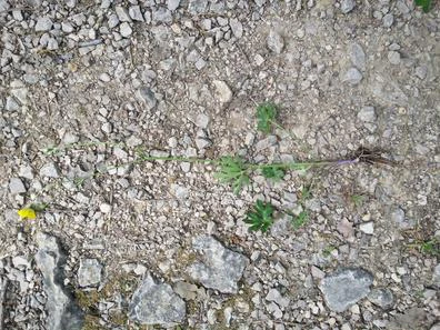 Ranunculus polyanthemos subsp. nemorosus image