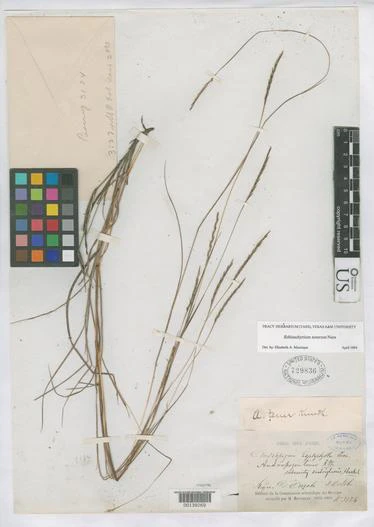 Andropogon tener image