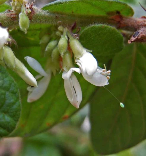Phyllodium elegans image