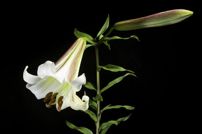 Lilium sargentiae image