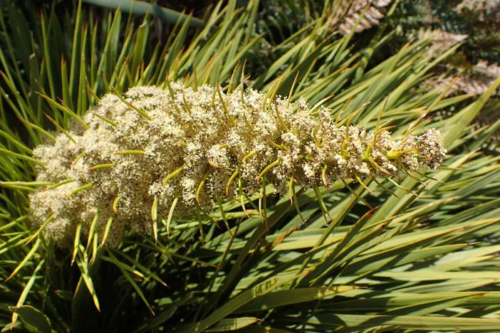 Aciphylla aurea image
